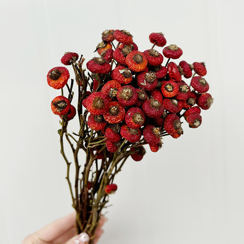 10 Piezas/Ramo de Flores Secas - Dried Flower Bunch reseña y precio
