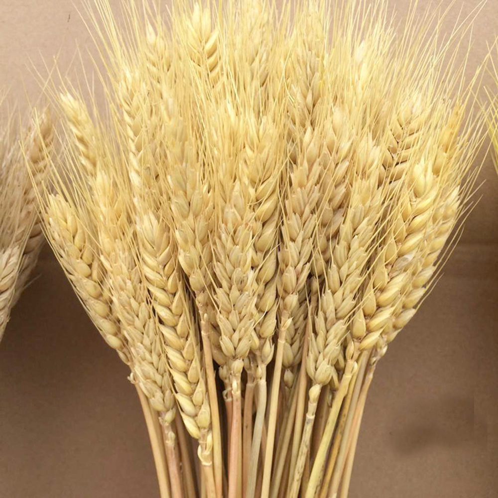 50 Uds. Ramos de flores secas  - Dried Flower Bunch reseña y precio