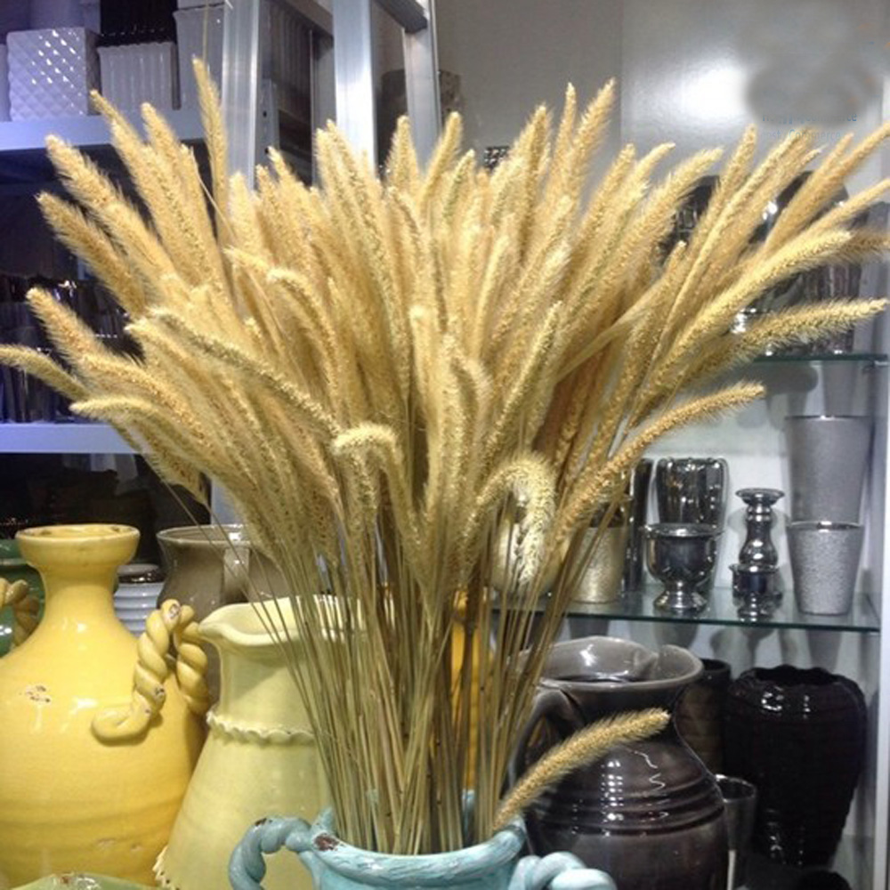200 Uds. Ramos de lagurus ovat - Dried Flower Bunch reseña y precio