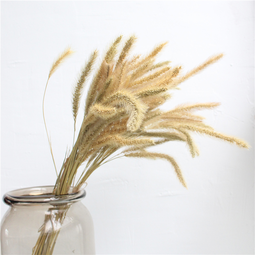 200 Uds. Ramos de lagurus ovat - Dried Flower Bunch reseña y precio