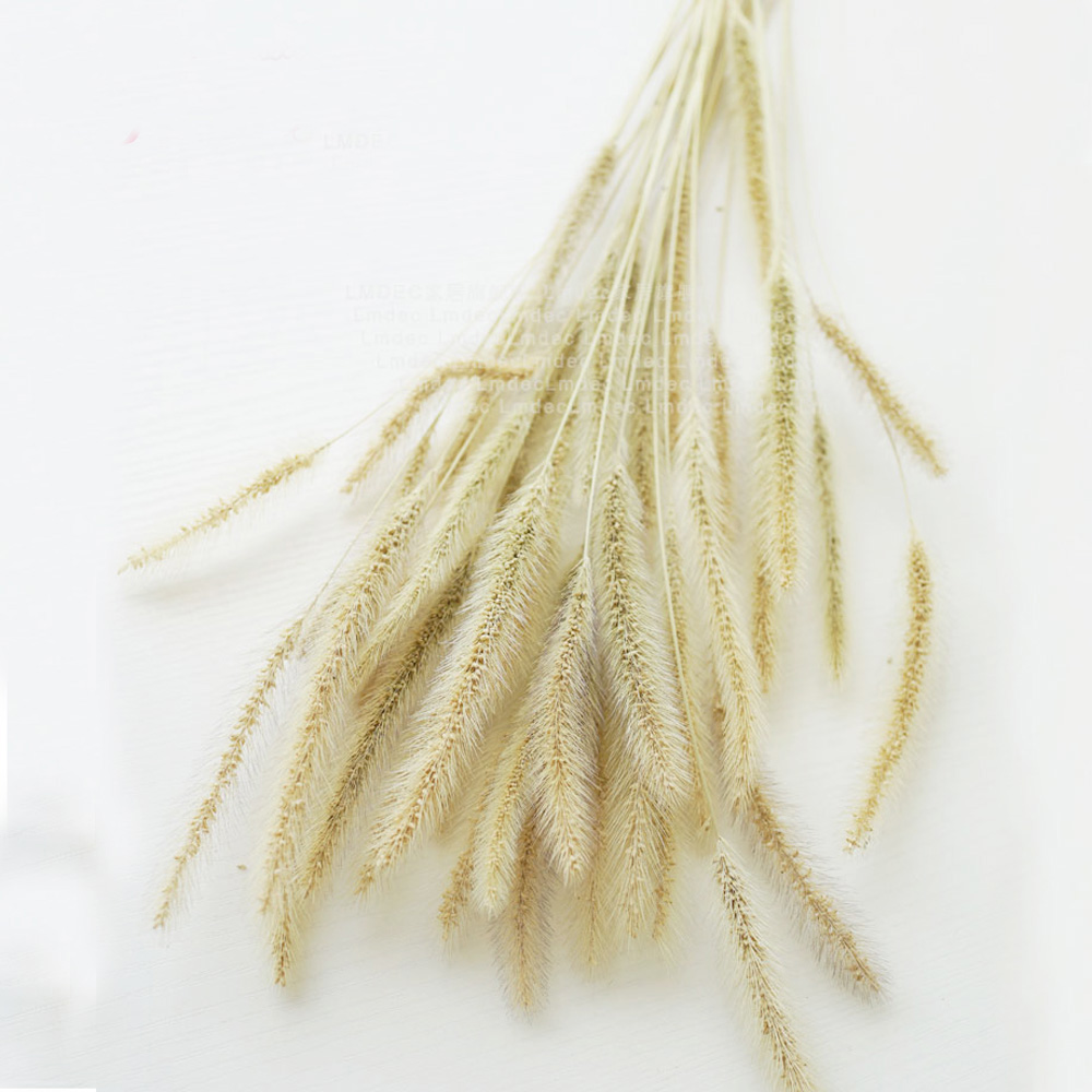200 Uds. Ramos de lagurus ovat - Dried Flower Bunch reseña y precio
